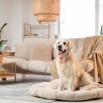 Pies w domu z rekuperacją